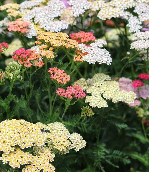 Achillea millefolium 'Summer Pastels'